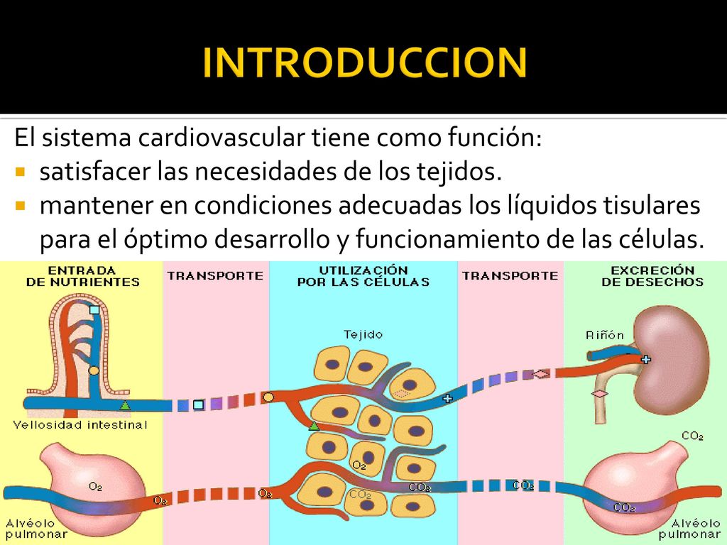 Célula de regulación de la presión arterial
